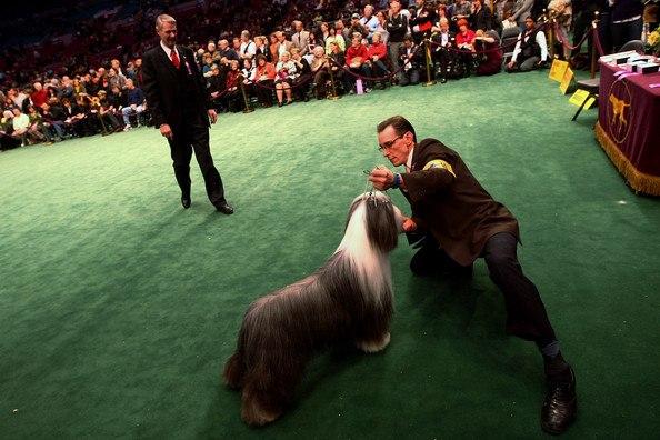 Westminster Kennel Club