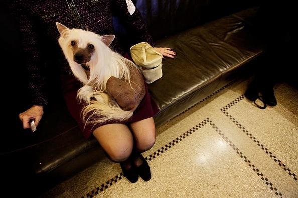 Westminster Kennel Club