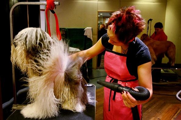 Westminster Kennel Club