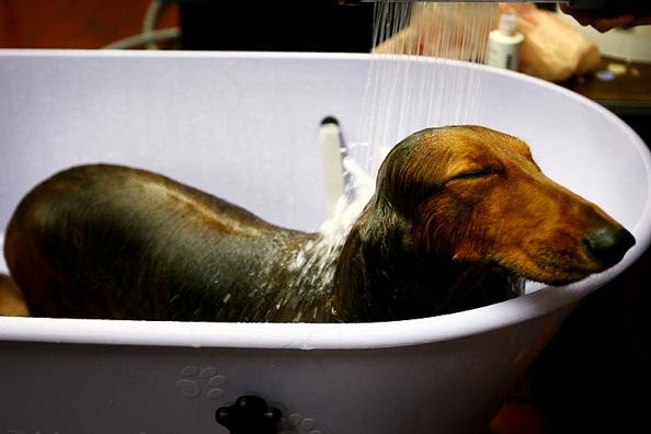 Westminster Kennel Club