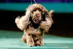 Stump l'épagneul, lauréat surprise du concours canin de New York