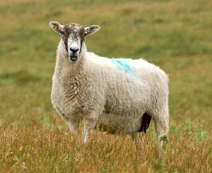 Relecture de « Tigre en papier » (3/5)