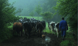 L'élevage laitier en Bretagne : deux visions de production