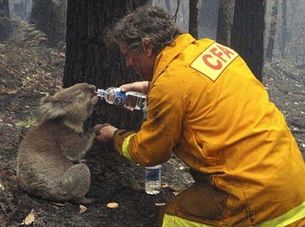 Un koala sauvé des flammes
