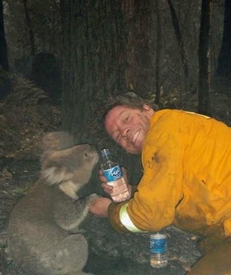 Un koala sauvé des flammes