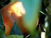 Moutarde l’orange amère