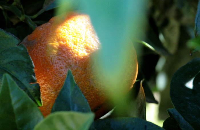 Bitter orange Bouquetier de Nice orange amère Citrus aurantium