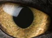 Évaluer l'impact chats domestiques faune sauvage urbaine