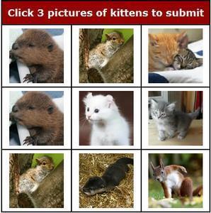 Captcha ou pas captcha ? kitten-captcha.jpg