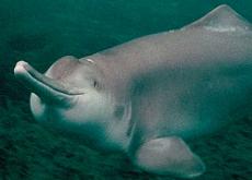 Biodiversité : Le dernier dauphin de Chine est mort