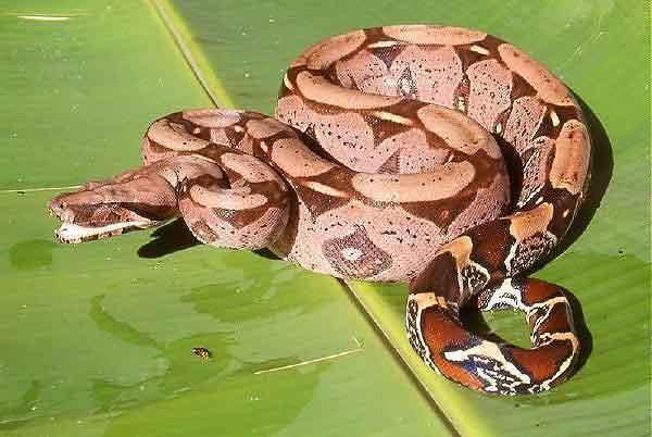 boa-constrictor-a-laffut-dune-proie.1234867587.jpg