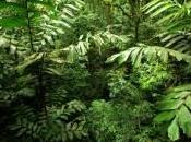 forêts tropicales s'assèchent cause réchauffement climatique