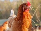 femme sauve milliers poules batterie leur pulls pour qu'elles aient chaud