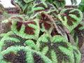 Begonia_masoniana