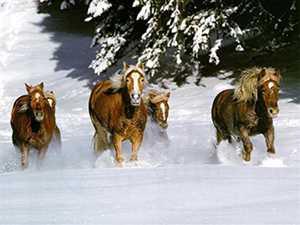 chevaux-neige.jpg