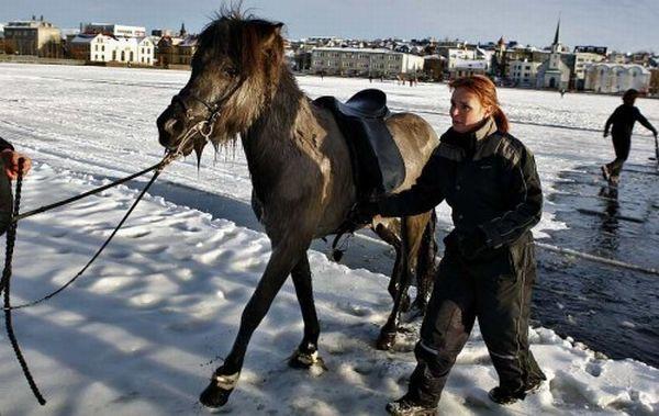 Cavaliers sur glace