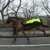 Un cheval de la garde républicaine s’emballe dans les rues de Paris