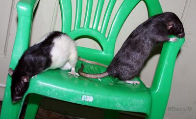 Caouette et Rat-Vie deux rates dumbo