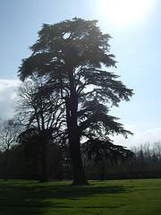 un vieil arbre au château de Miromesnil