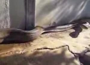anaconda-geant-attaque-cameraman-imprudent