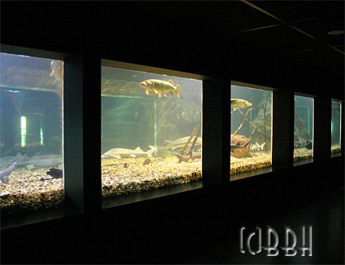 aquarium de touraine