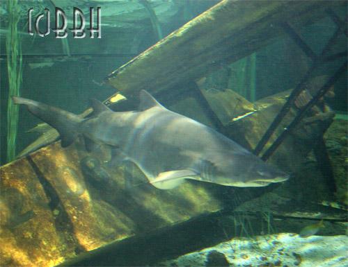 requin aquarium de touraine