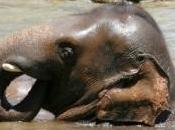 femelles éléphants choyées durant leur gestation