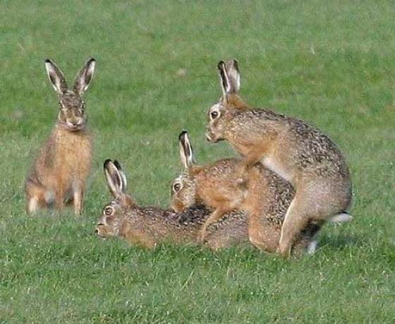 L'homme n'a rien inventé