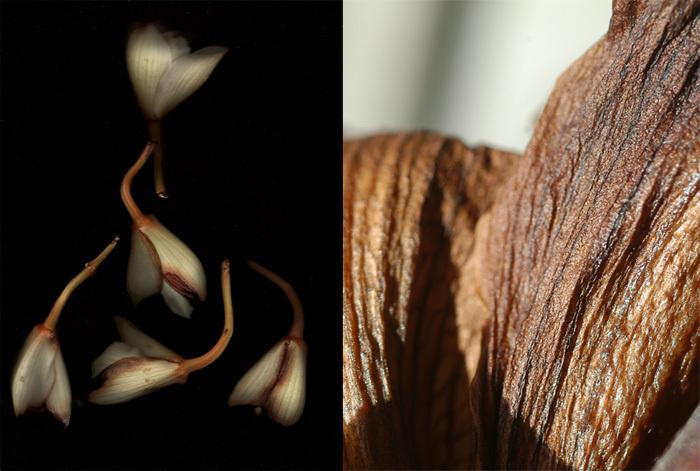 Diptyque Matières premières/Textures