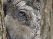 cochons sauvages bientôt abattus hélicoptère Texas