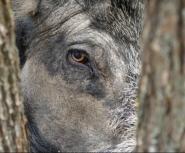 cochon sauvage