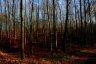 Photo Album: dans les bois en automne