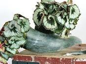 Février, mois begonia