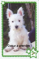Site de rencontre pour chiens et chats