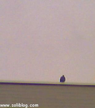 Le pigeonas observe la webmaistre de Soliblog, la webmaistre de Soliblog le photographie א son insue et le publie sur www.soliblog.com