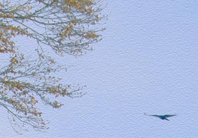 Corneille en bleu pastel