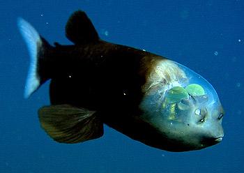 Un poisson à tête transparente