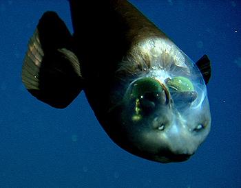 Un poisson à tête transparente