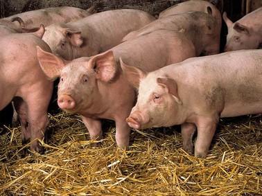 Pitié pour les cochons cochons.jpg