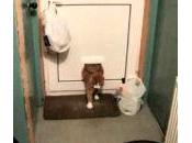 Piège pour gros chat