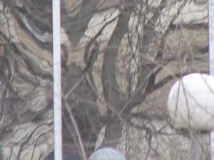 Distorsions d'arbres.