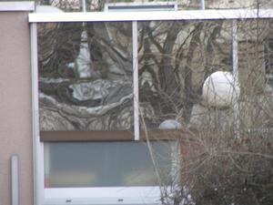 Distorsions d'arbres.