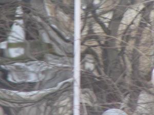 Distorsions d'arbres.