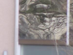 Distorsions d'arbres.