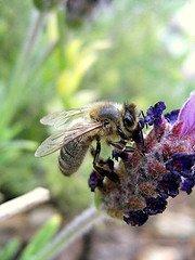 mort abeilles va-t-elle sonner glas l’espèce humaine