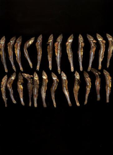 Petits poissons argentés