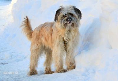 Chienne Berger des Pyrénées