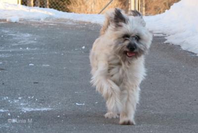 Chienne Berger des Pyrénées