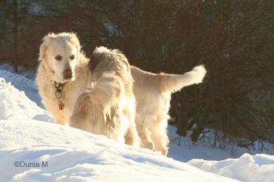 Chienne Berger des Pyrénées+chienne golden retriever