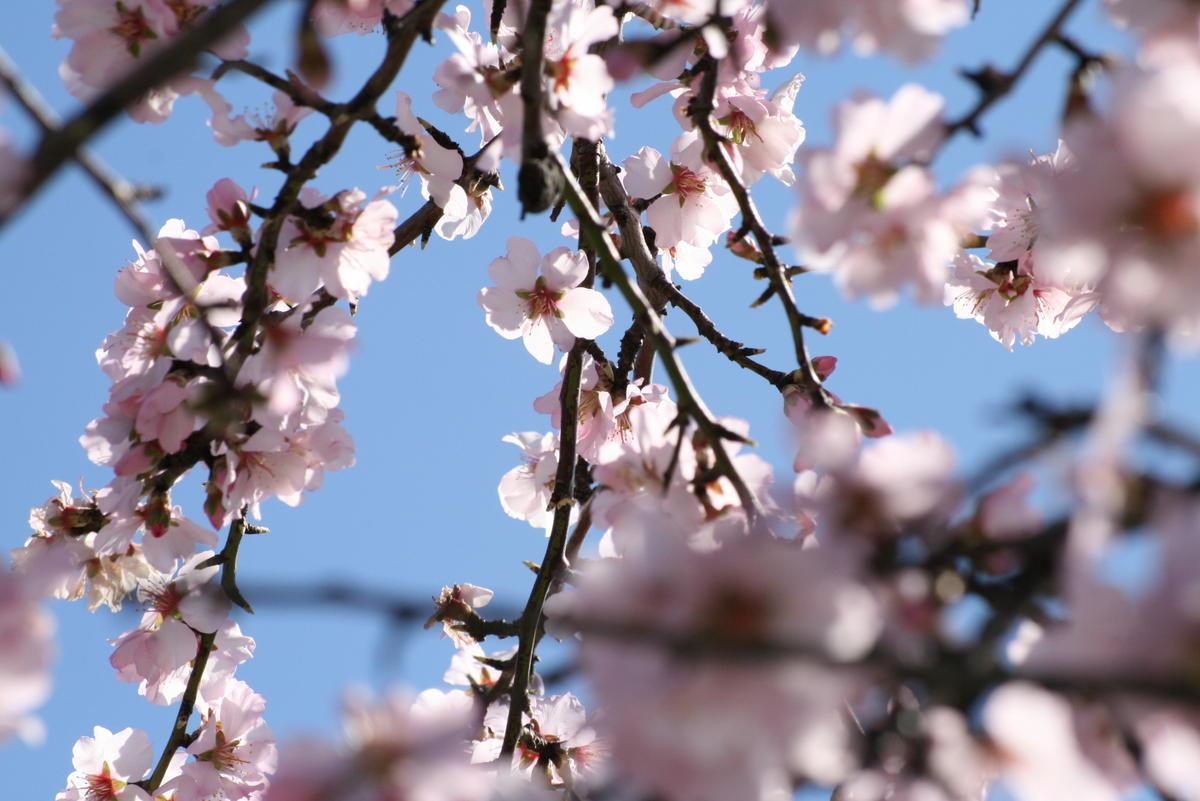 Photos des premières fleurs d’amandiers qui éclosent